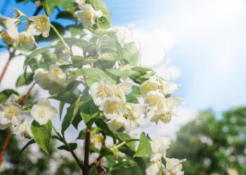 Flowering bush of jasmine in the sunlight