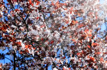 Flowering tree with red leaves in the sun