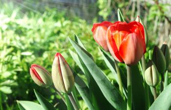 Several red tulips on a spring sunny day