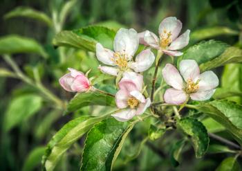 A branch of a blossoming apple tree close up