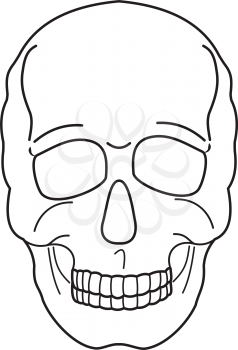 Illustration of the contour of a human skull on a white background