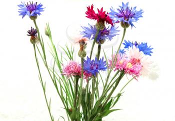 A small bouquet of cornflowers on a light background