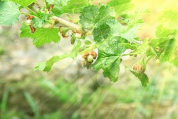 A branch of flowering currants in the sun
