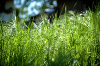 Abstract natural background from the blurred green grass in sunlight