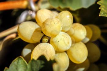 Ripe bunch of white grapes close up