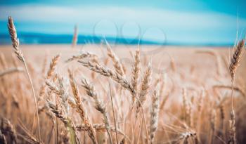 Stylized toned photo of ripe wheat on a summer day