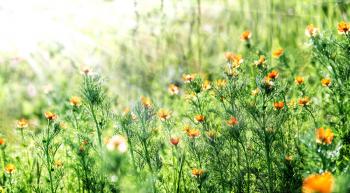 Bright background with orange flowers and sun rays