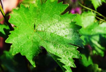 A grape leaf with droplets of water on a dark background