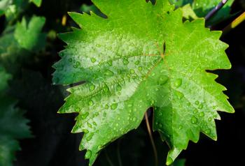 A grape leaf with droplets of water on a dark background