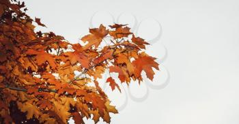 Bright maple leaves against the gray sky background