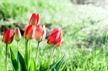 Several red tulips on a spring day in the sunlight