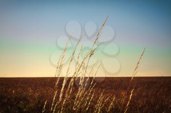 Several stems of dry grass at sunset hot summer da