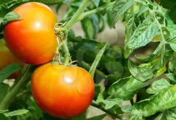 Two ripe tomatoes on a green Bush close up