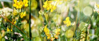 Yellow flowers on a blurred background with grass and bokeh