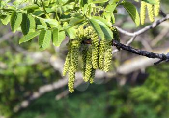 Blooming walnut with flowers earring walnut hazel
