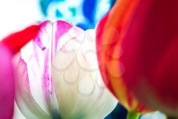 Abstract blurred colorful background of floral elements