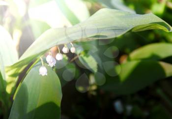 White lily of the valley in the sunbeam