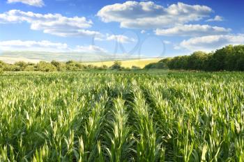 Landscape of a blue cloudy sky over a corn field