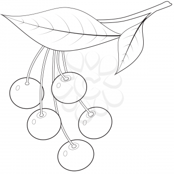 Illustration of the contour twigs of cherries on a white background