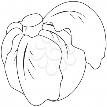 Illustration of a contour head cabbage on a white background