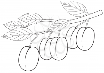 Illustration of the outline of a branch with plums