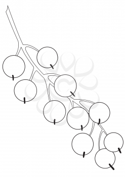 Illustration of the outlines of a bunch of currants
