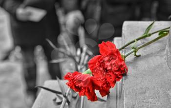 Two red carnations on black and white background