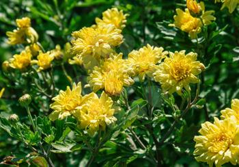 Blooming yellow chrysanthemums on a sunny day