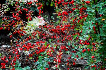 Bush with ripe berries of barberry close up