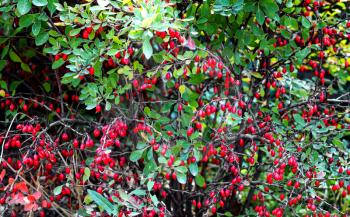 Bush with ripe berries of barberry close up