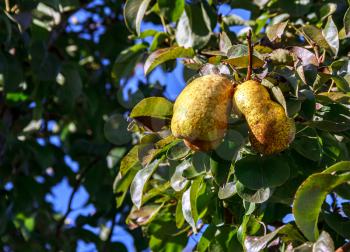 Two yellow pears on a tree branch on a sunny day
