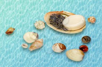 Seashells with lavender and soap on a colored background