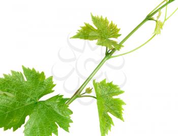 A branch of the vine isolated on white background
