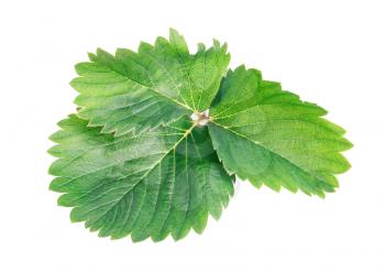 Green leaf with three petals Isolated on a white background