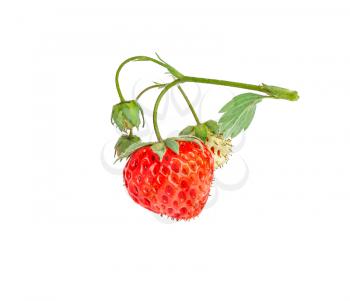 Ripe strawberries isolated on white background close up
