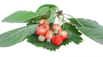 Ripe strawberries and cherries on a green leaf isolated on white background