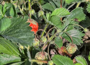Strawberry bushes with ripe and green berries close up