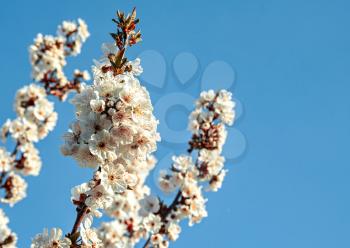 Branches of blossoming apricot on a background of blue sky