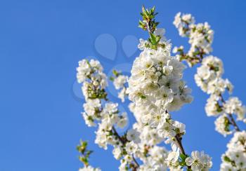 Blossoming cherry branches on a background of blue sky