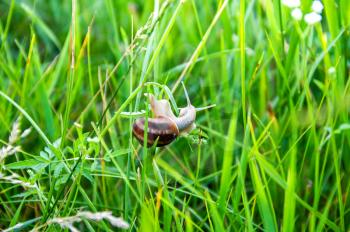 Small snail close up on a stalk of grass