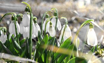 Several blooming snowdrops in sunbeams close up