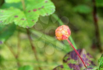 Cloudberry is growing in the swamp. Harvest in the forest