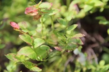 Vaccinium uliginosum. Bog bilberry or northen bilberry is growing in the swamp. Harvest in the forest