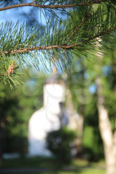 Pine branch and out of focus Russian Orthodox Church in the Vologda, Russia