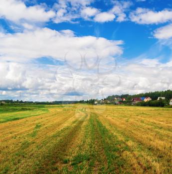 Field of grass and bright blue sky with cumulus clouds. Rural landscape on a bright sunny day.