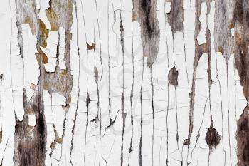 Weathered wood texture with peeling white paint. Abstract grunge background.