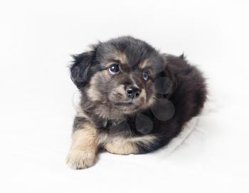 Cute sweet little puppy dog on light background. Selective focus.