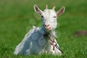 Close-up portrait of a goat with horns on a background of green grass.