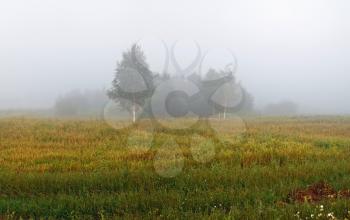 Fog over the field. Silhouettes of trees in the morning mist. Rural landscape.