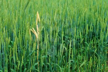 Close-up of green wheat field. Green ears of grain cereals.